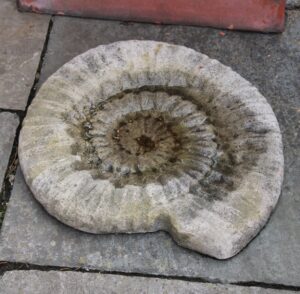 Small Ammonite